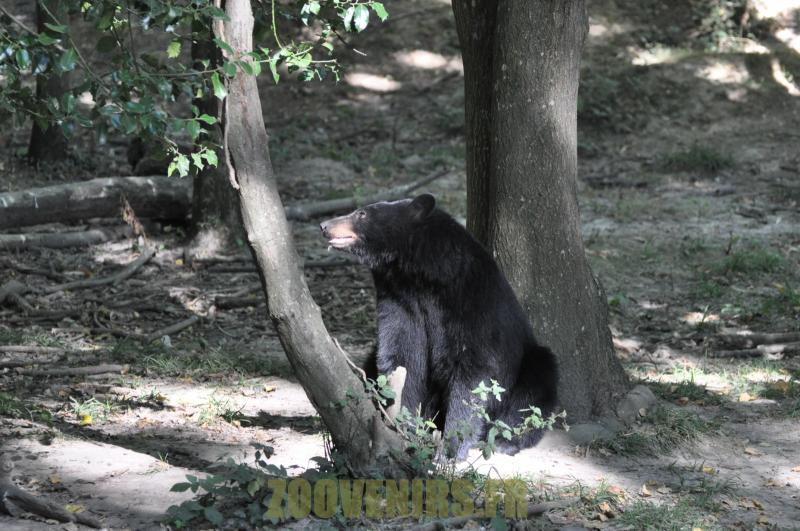 Ours noir