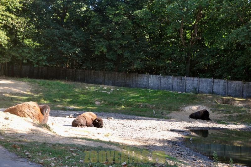 Bison d'Amérique