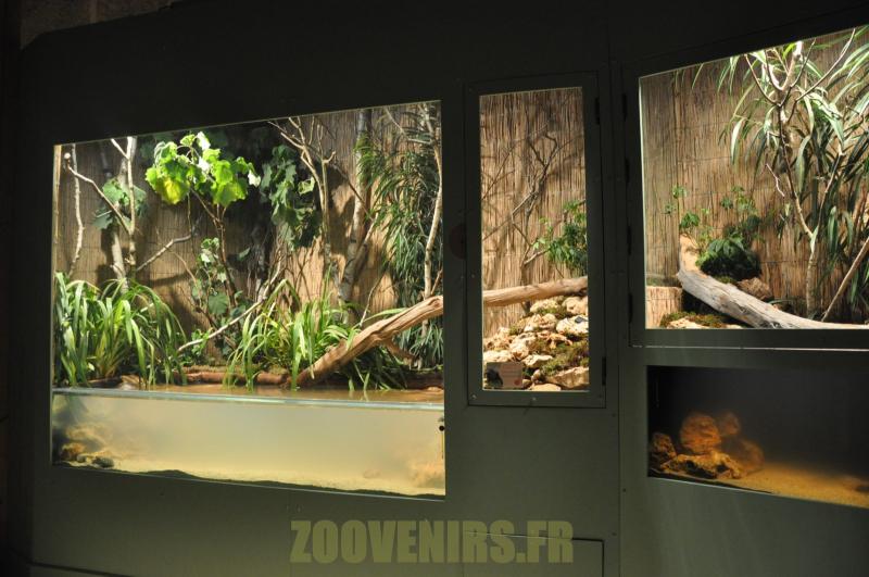 Tortue de Floride