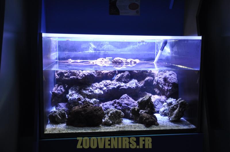 Crevette