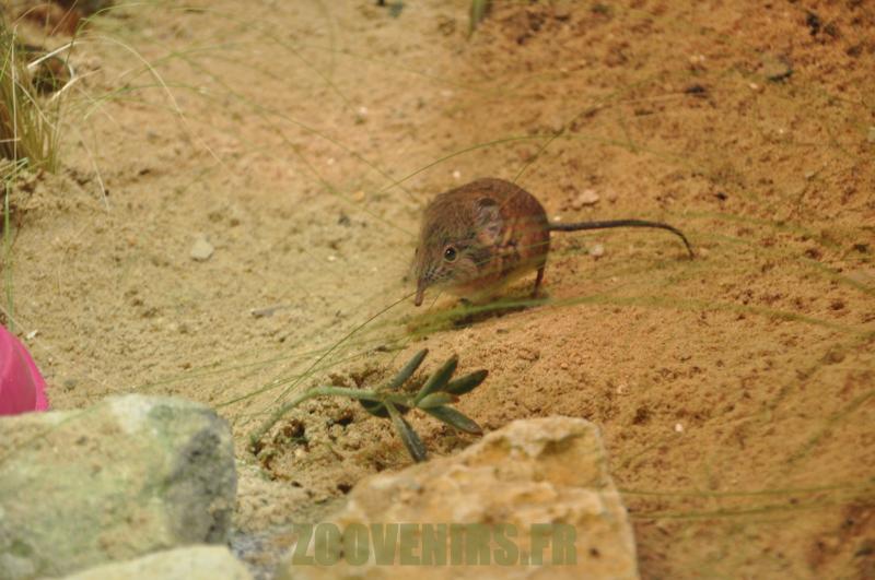Rat à trompe
