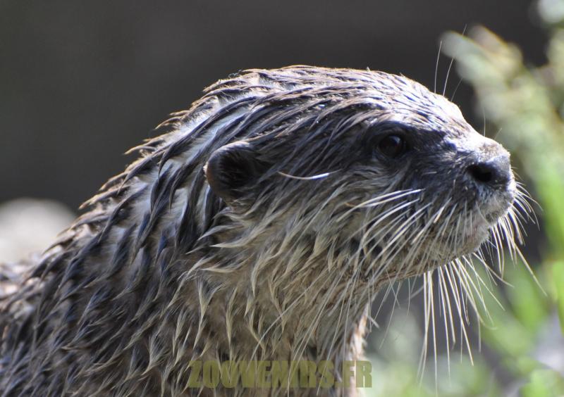 Loutre à griffes courtes