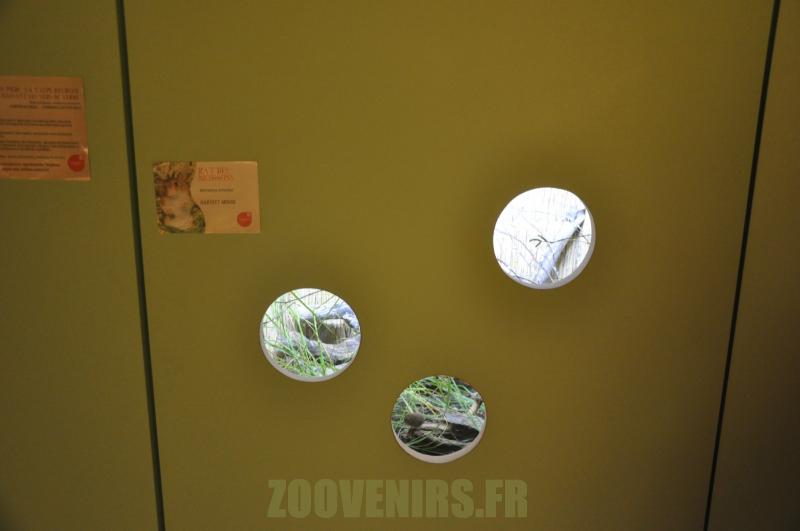 Rat des moissons
