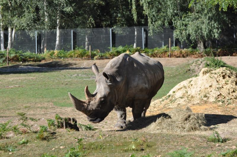 Rhinocéros blanc
