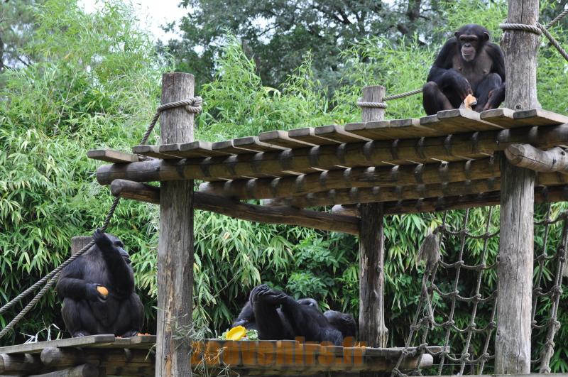 Chimpanzé