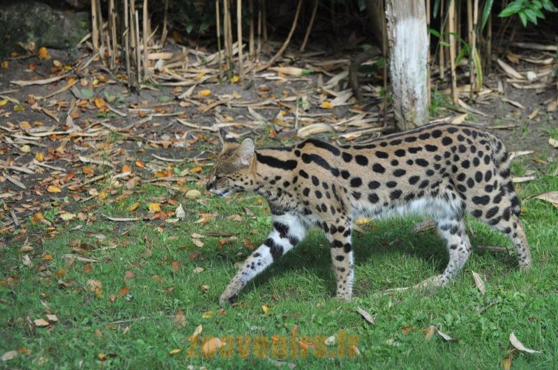 Serval