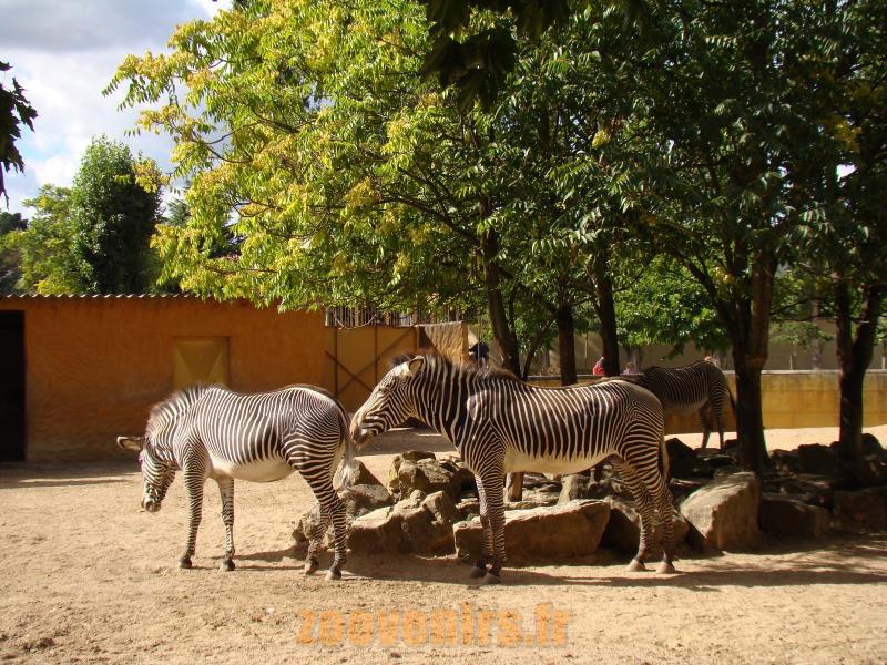 Zébre de Grevy