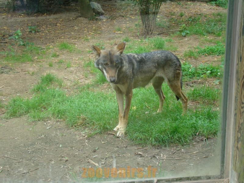 Loup d'Europe