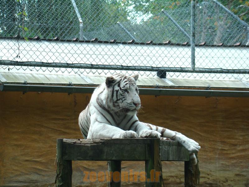 Tigre blanc