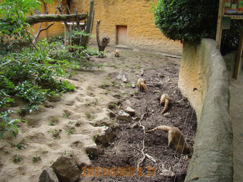 Coati roux