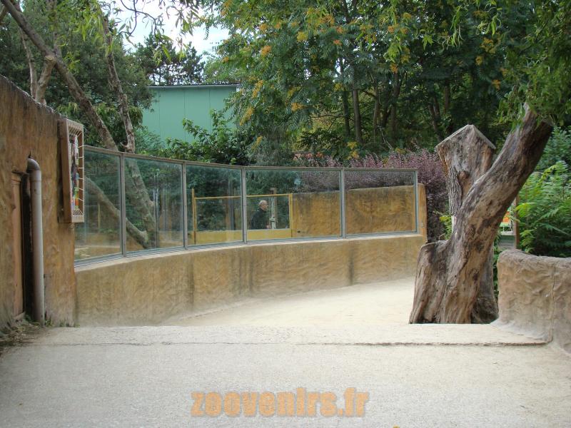 Ours malais