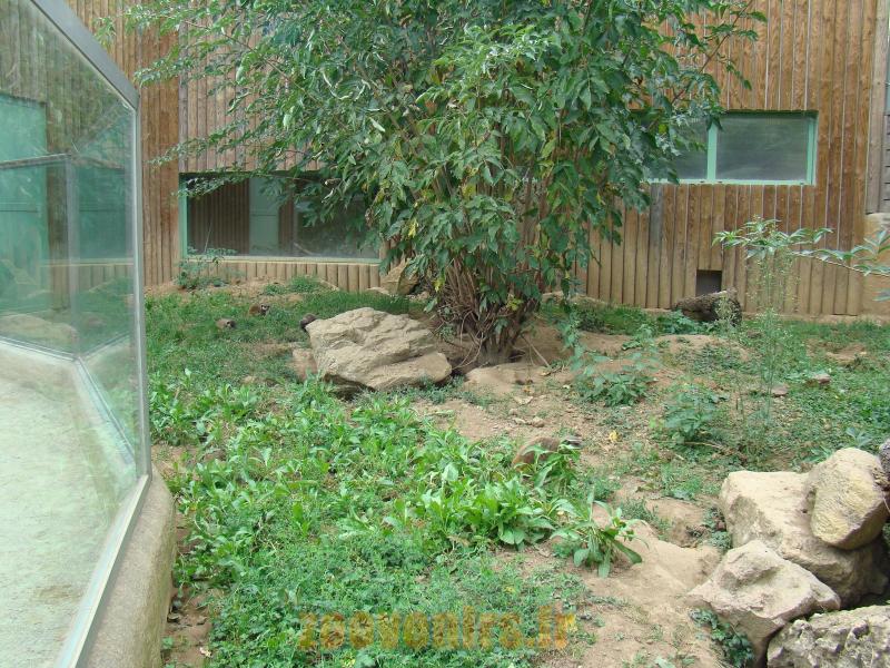 Suricate