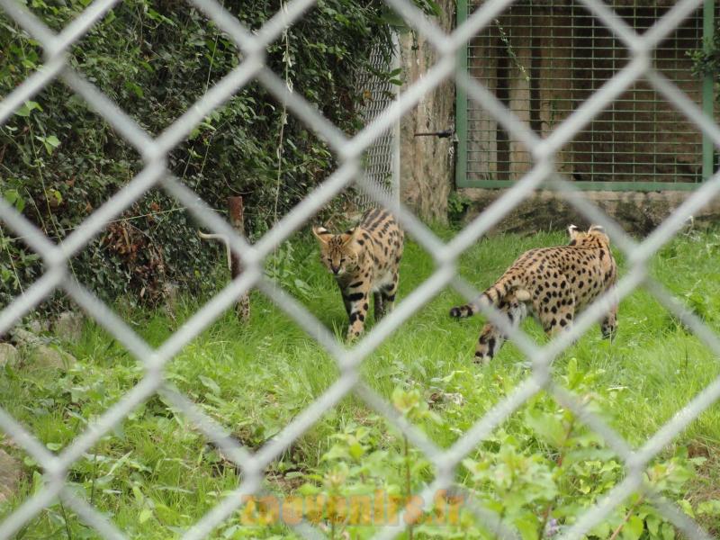 Serval