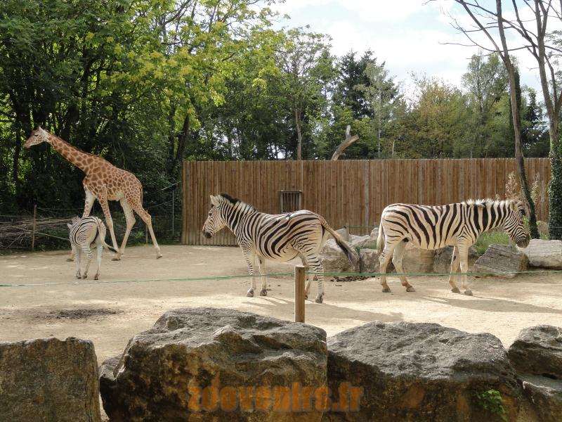 Plaine africaine