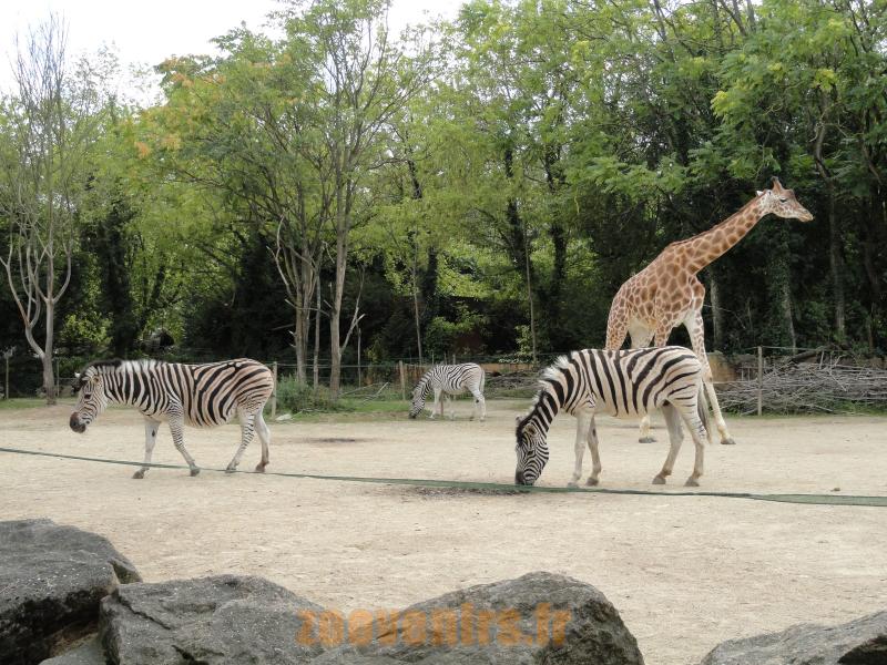 Girafe - Zébre de Burchell