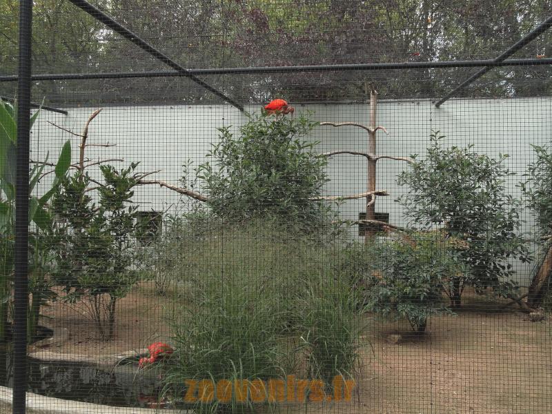 Ibis rouge