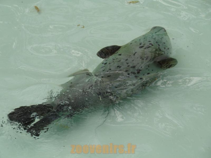 Phoque Veau marin 