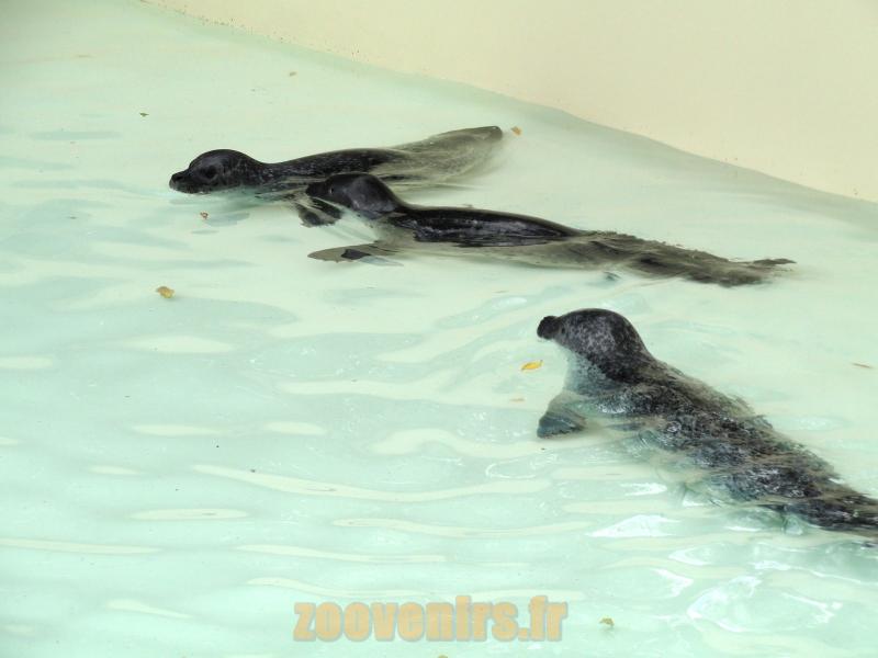 Phoque Veau marin 