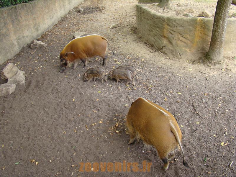 Potamochére