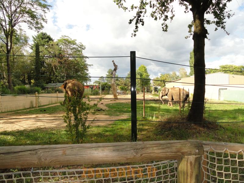 Éléphant d'Asie  