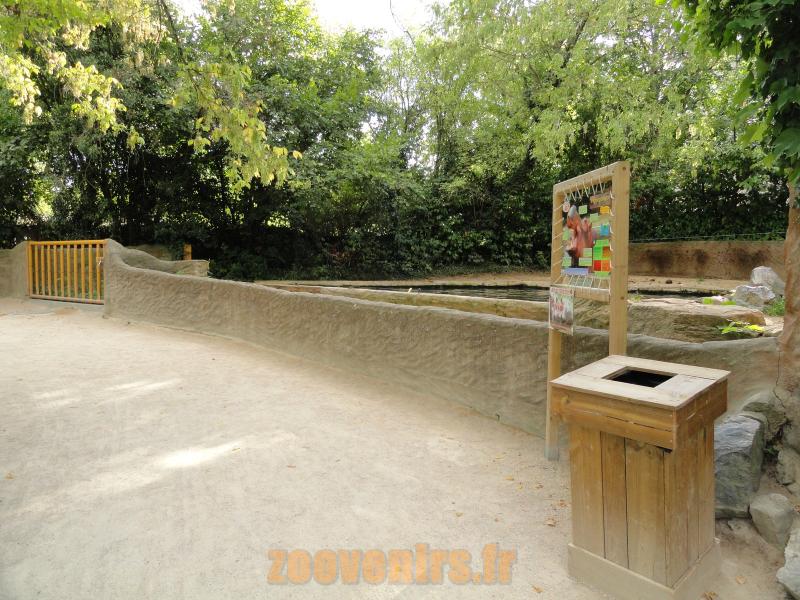 Hippopotames amphibie
