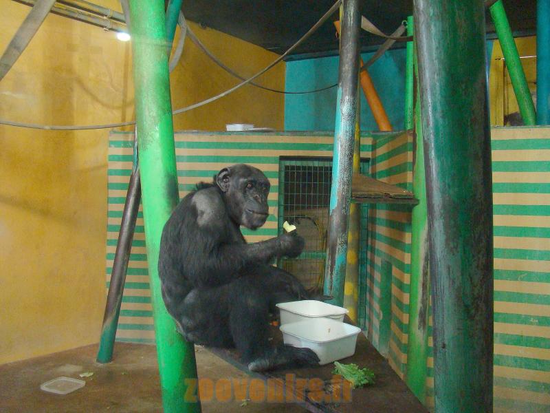 Chimpanzé