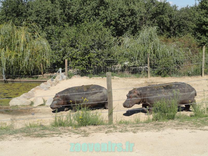 Hippopotame amphibie