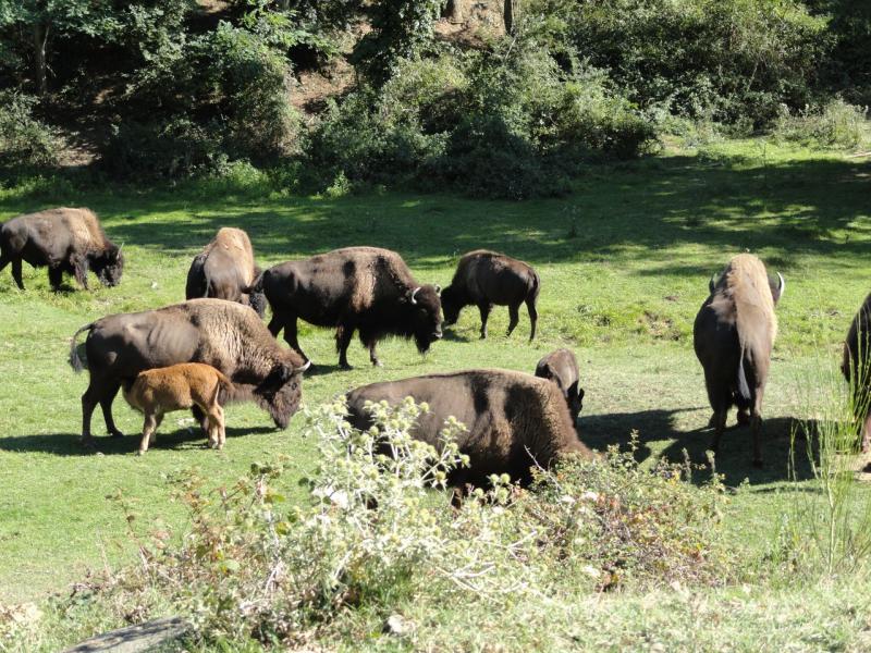 Bison d'Amérique 