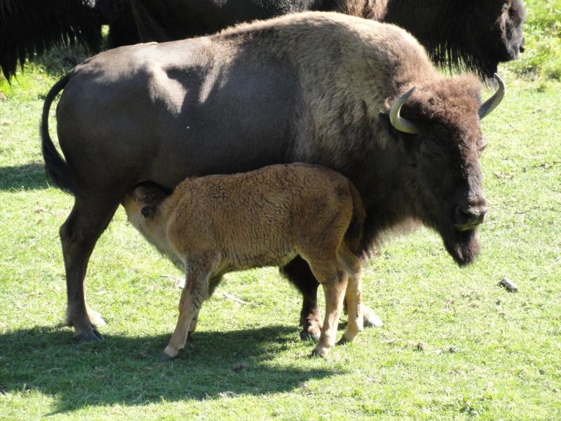 Bison d'Amérique 