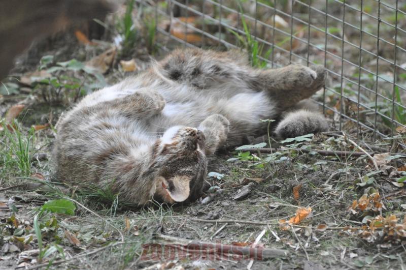 Chat rubiginneux