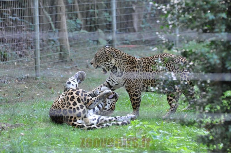 Jaguar