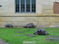 Tortue géante des Seychelles