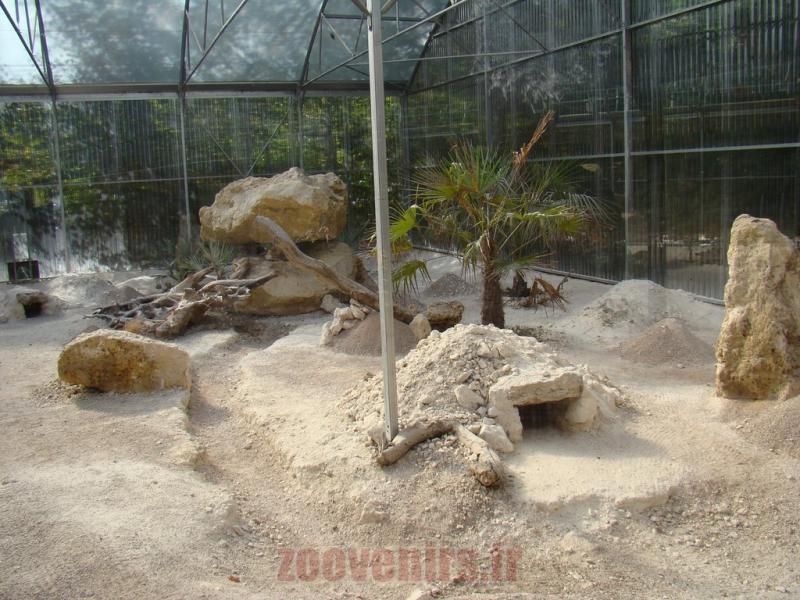 Chat des sables