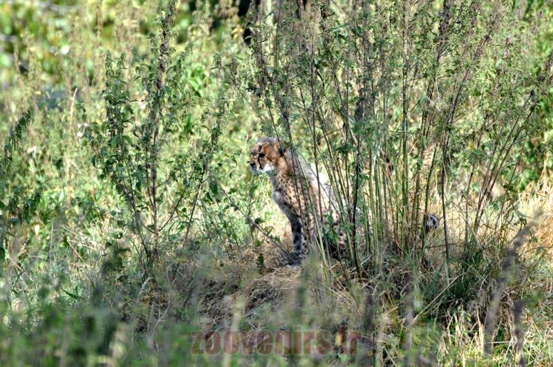 Guépard