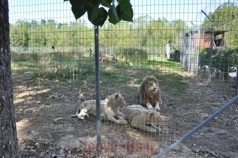 Lion blanc du Kruger 