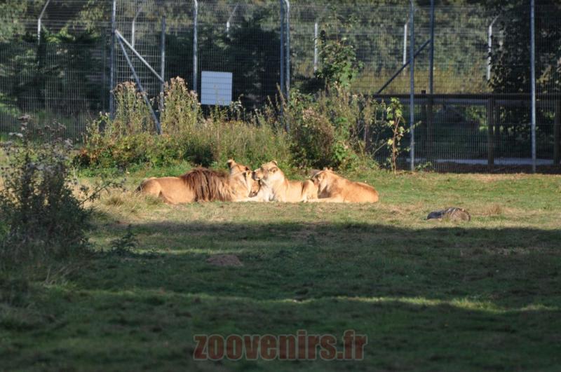 Lion d'Afrique de l'Est