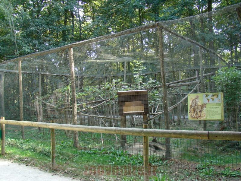 Chat de Geoffroy