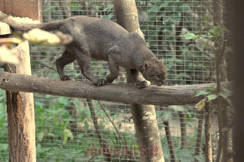 Jaguarondi