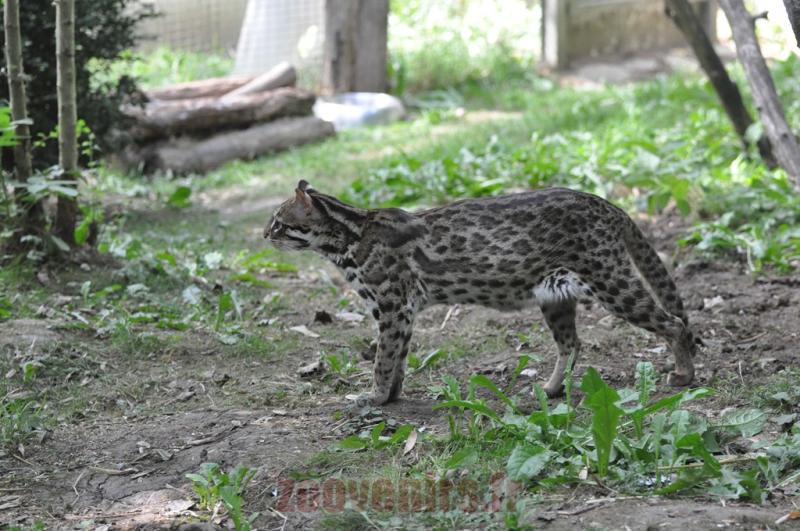 Margay
