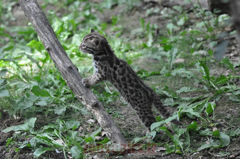 Margay