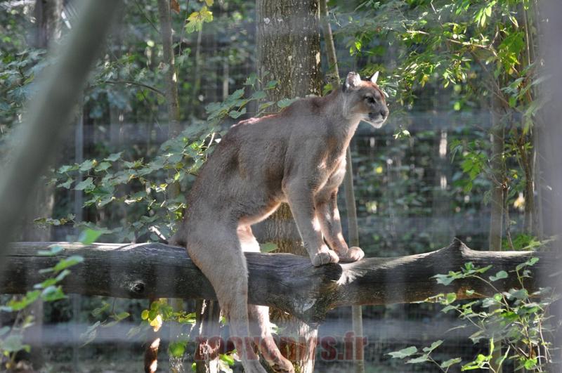 Puma