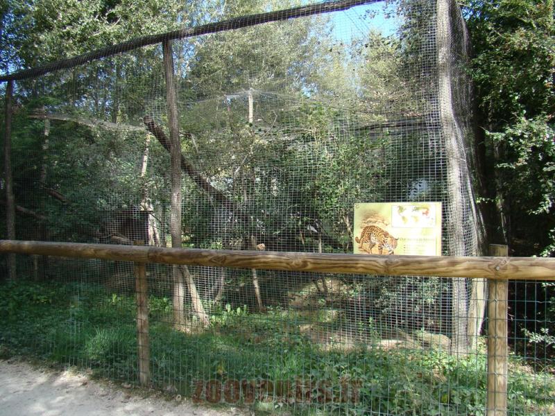 Chat léopard du Bengale