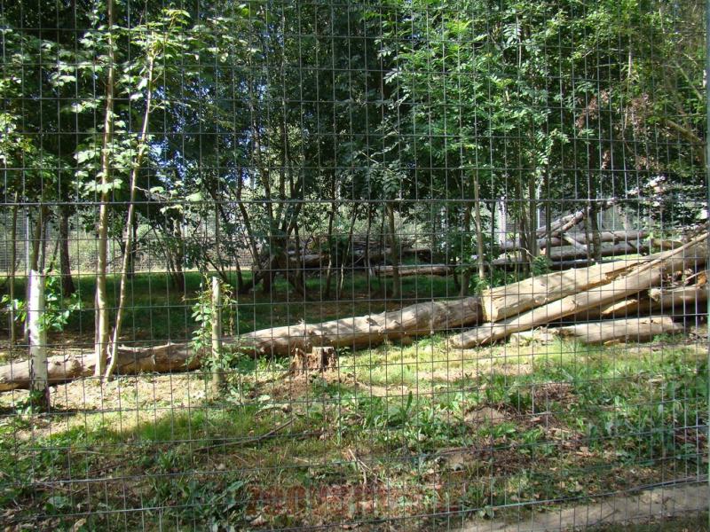 Lynx de Sibérie