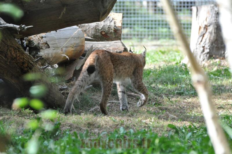 Lynx de Sibérie