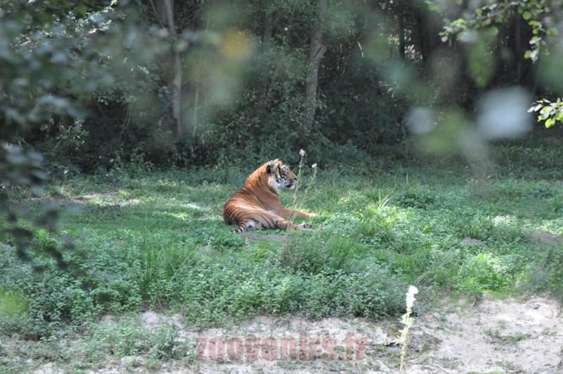 Tigre de Malaisie