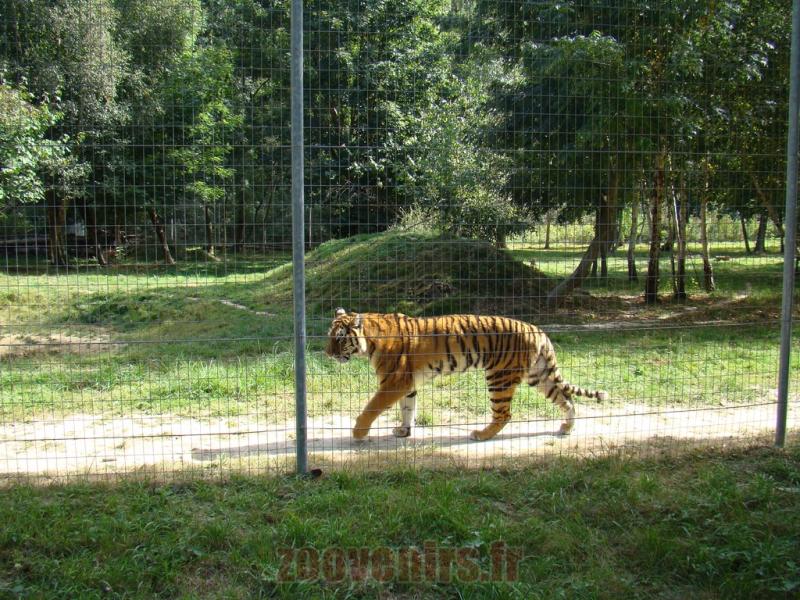 Tigre de Sibérie
