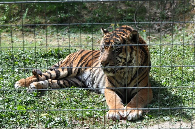 Tigre de Sumatra