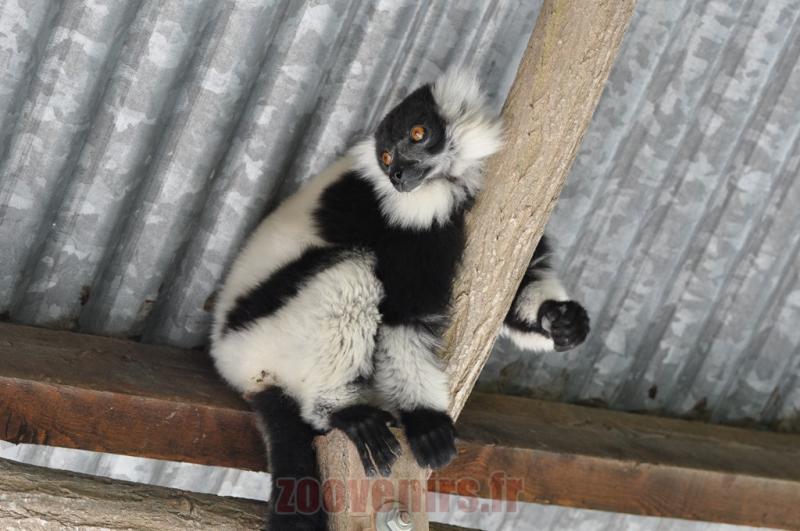 Vari noir et blanc
