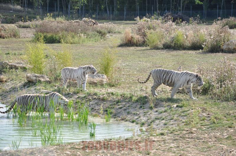 Tigre blanc