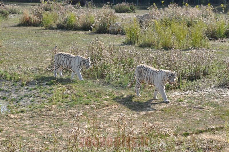 Tigre blanc